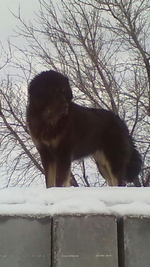 Dog Photo