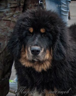 Dog Photo