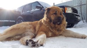 Dog Photo