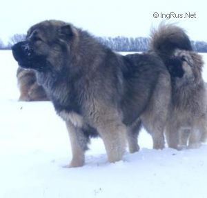 Dog Photo