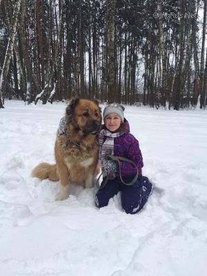 Dog Photo