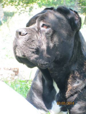 Dog Photo
