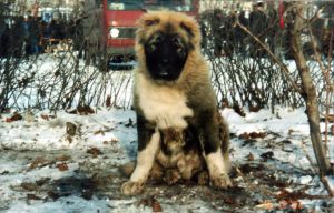Dog Photo