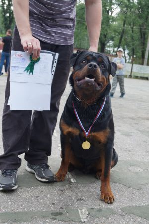 Dog Photo