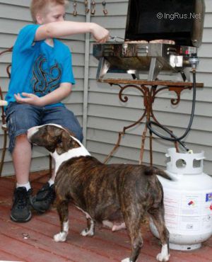 Dog Photo