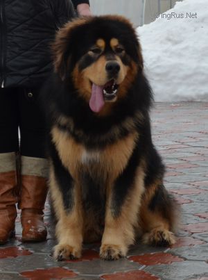 Dog Photo
