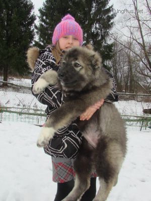 Dog Photo