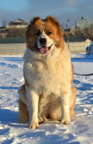 Dog Photo