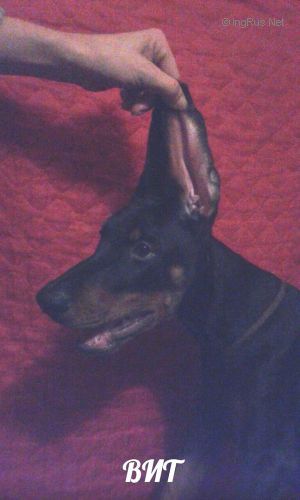 Dog Photo