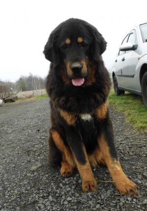 Dog Photo