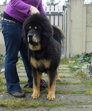 Dog Photo