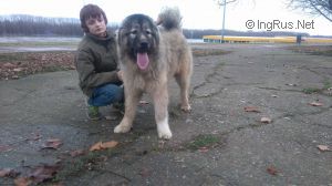 Dog Photo