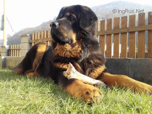 Dog Photo
