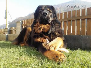 Dog Photo