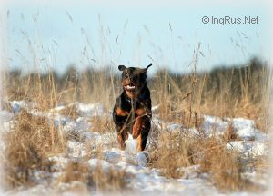 Dog Photo