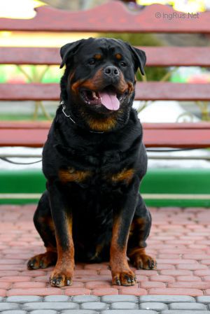 Dog Photo