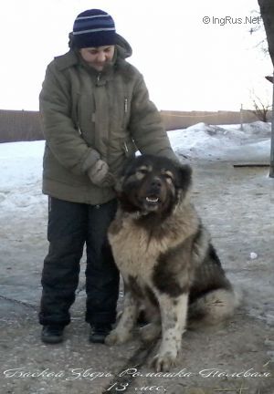Dog Photo