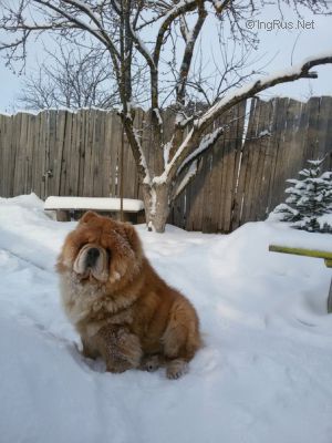 Dog Photo