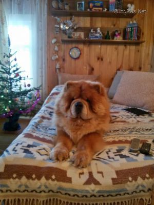 Dog Photo