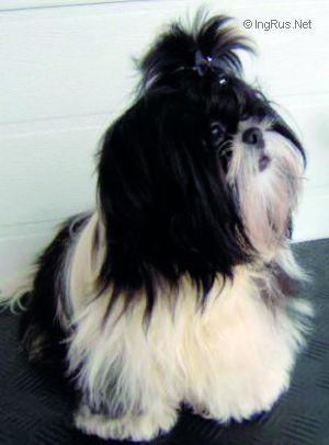 Dog Photo