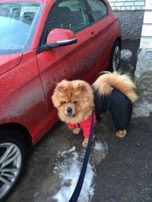 Dog Photo