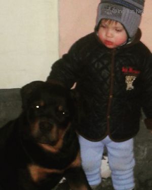 Dog Photo