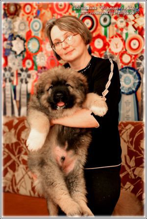Dog Photo