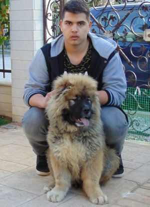 Dog Photo