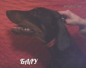 Dog Photo