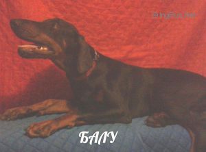 Dog Photo