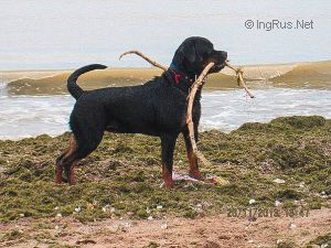 Dog Photo