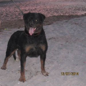 Dog Photo