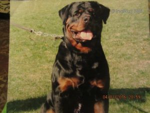 Dog Photo