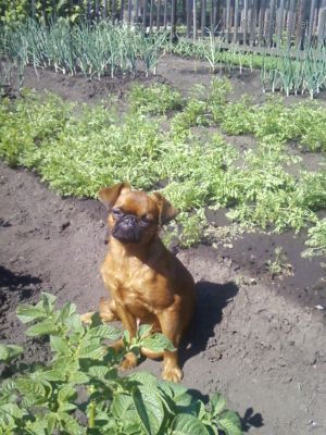 Dog Photo
