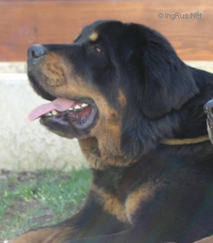 Dog Photo
