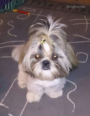 Dog Photo