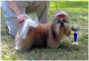 Dog Photo