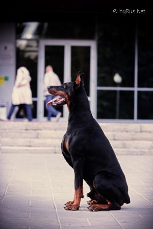 Dog Photo