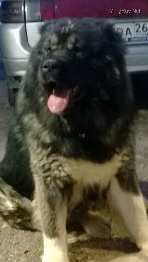 Dog Photo