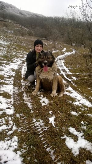 Dog Photo