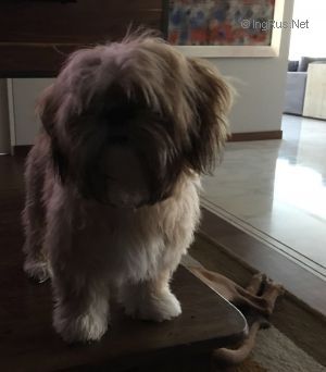 Dog Photo