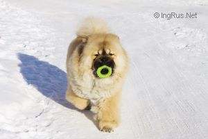 Dog Photo