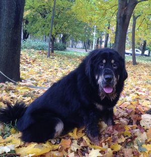 Dog Photo