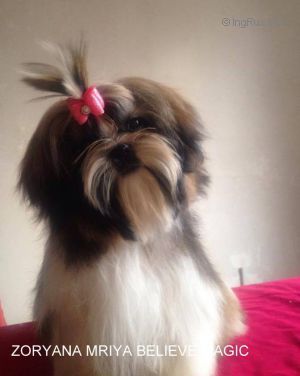 Dog Photo