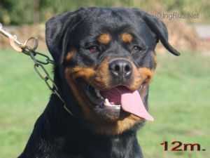 Dog Photo