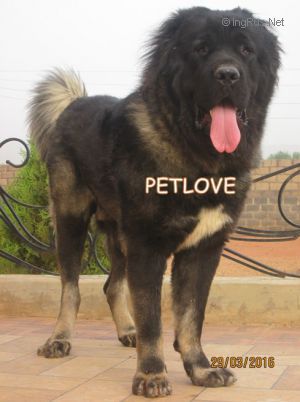 Dog Photo