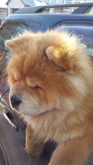Dog Photo
