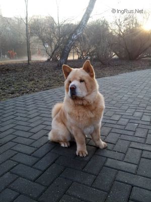Dog Photo
