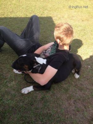 Dog Photo
