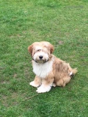 Dog Photo